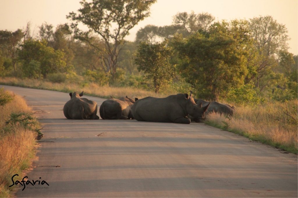 SafariaI Images 16