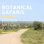 Botanical Safari Kruger Park