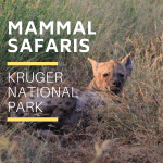 Kruger Park Mammal Safaris