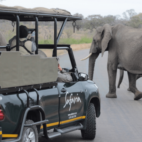 Kruger National Park Safari