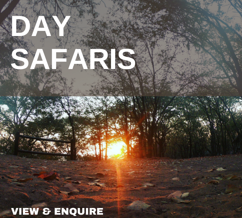 KRUGER PARK SAFARI
