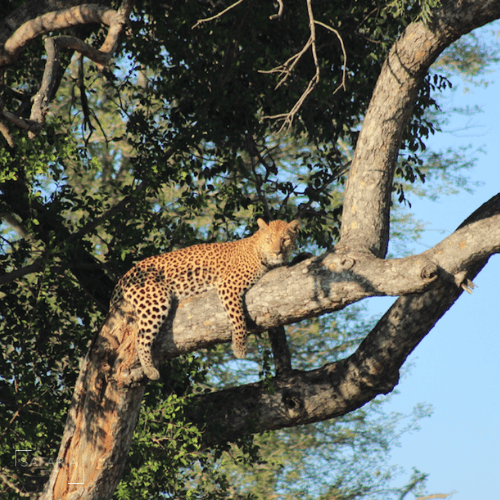 Kruger Park Photographic Safaris