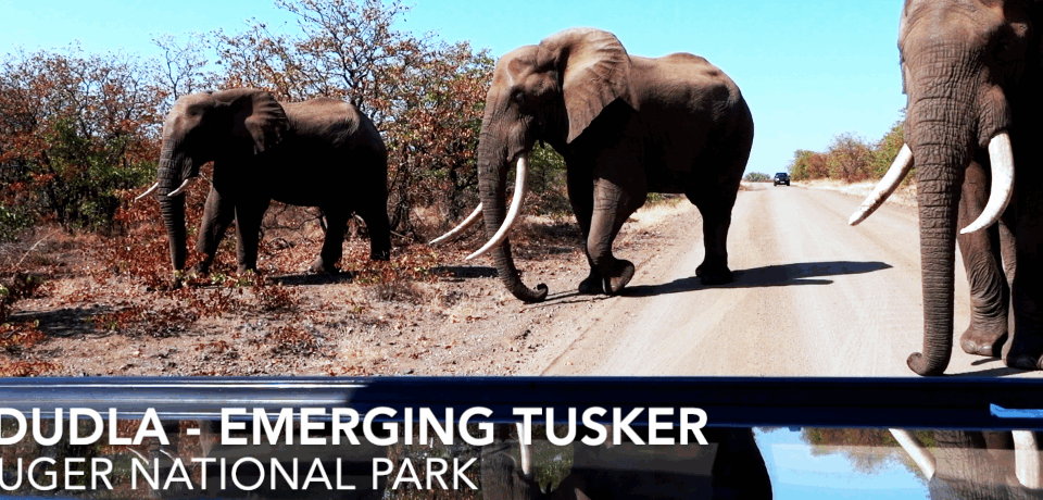 Xidudla Bull Elephant