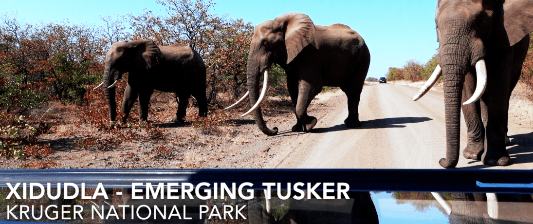 Xidudla Bull Elephant