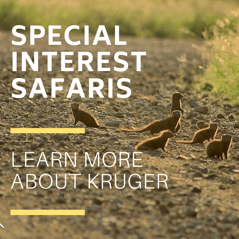 Special interest safaris in kruger