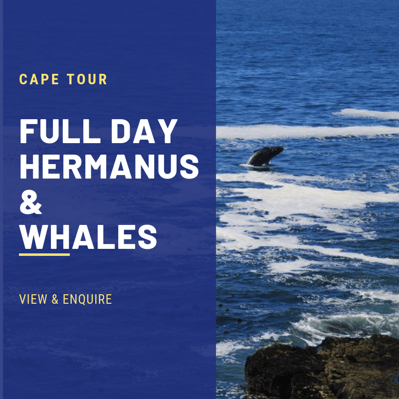 CAPE HERMANUS TOURS