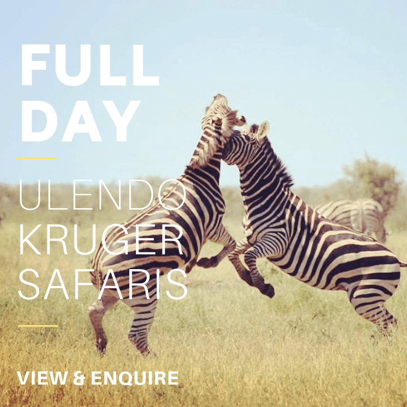 Kruger park full day safari