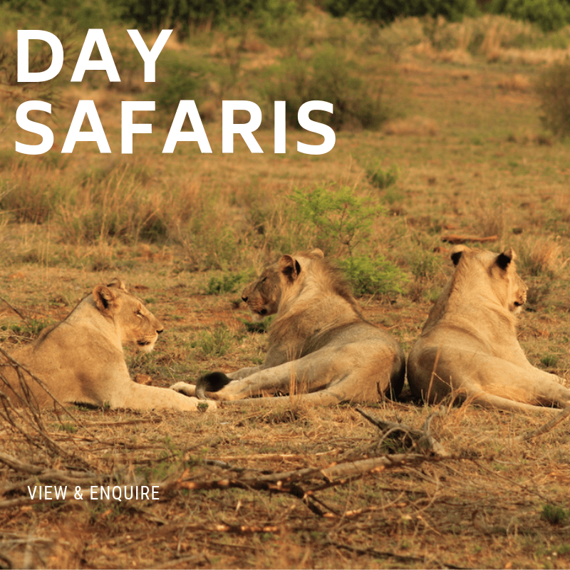 Day Safaris