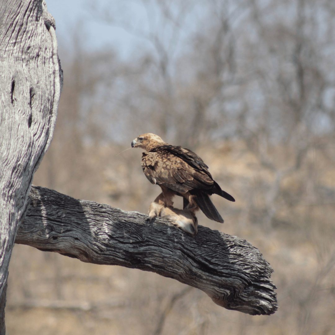 Birding Safari 2