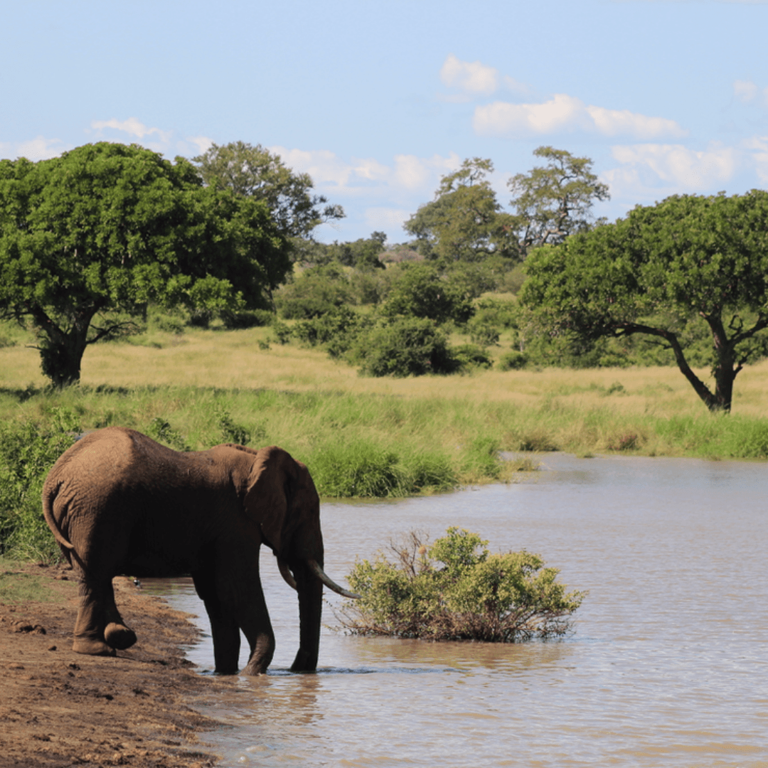Kruger parks Elephants