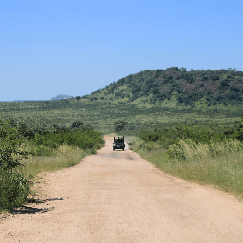 Day safari in Kruger Park