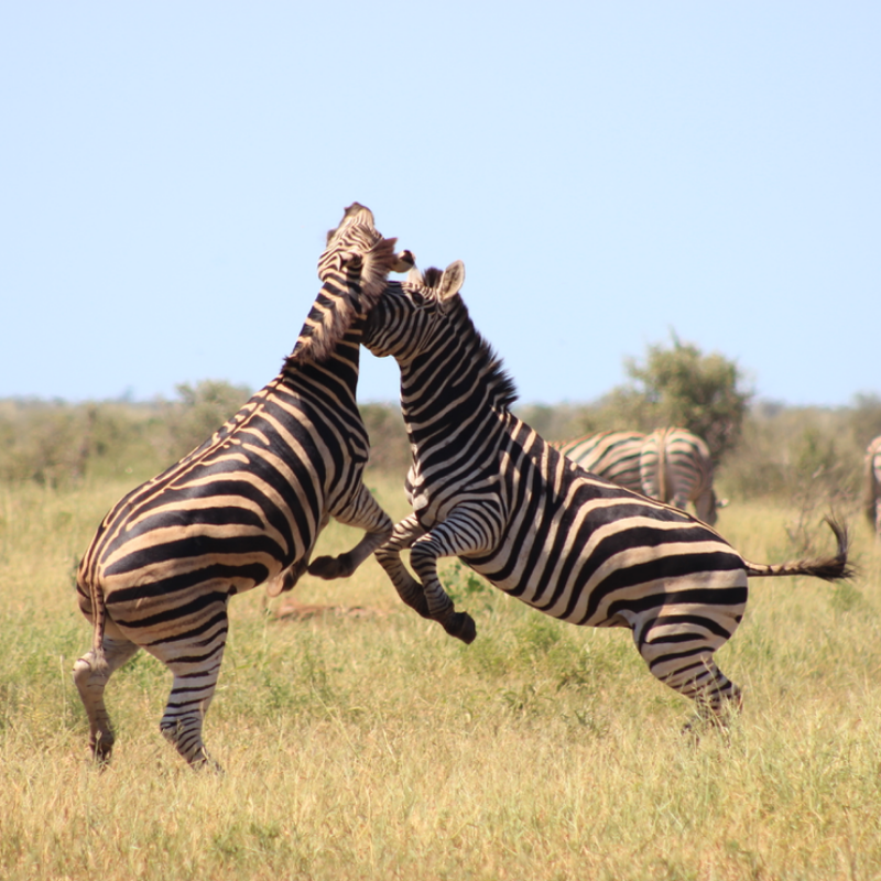 Fighting zebra kruger park