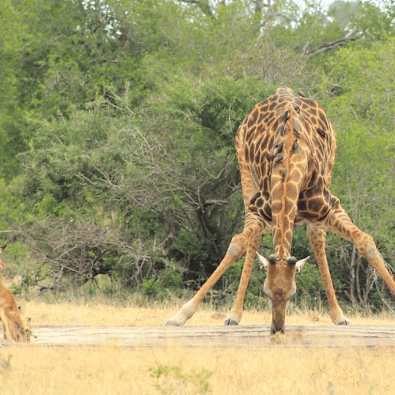 Giraffe drinking kruger park