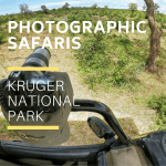 Kruger Park Photographic Safaris