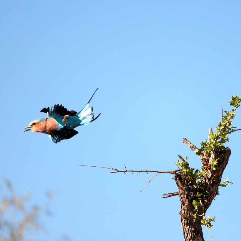 Lilac breasted roller kruger park