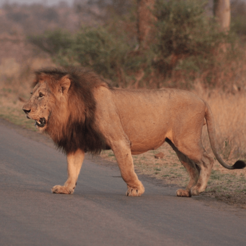 Male lion kruger park