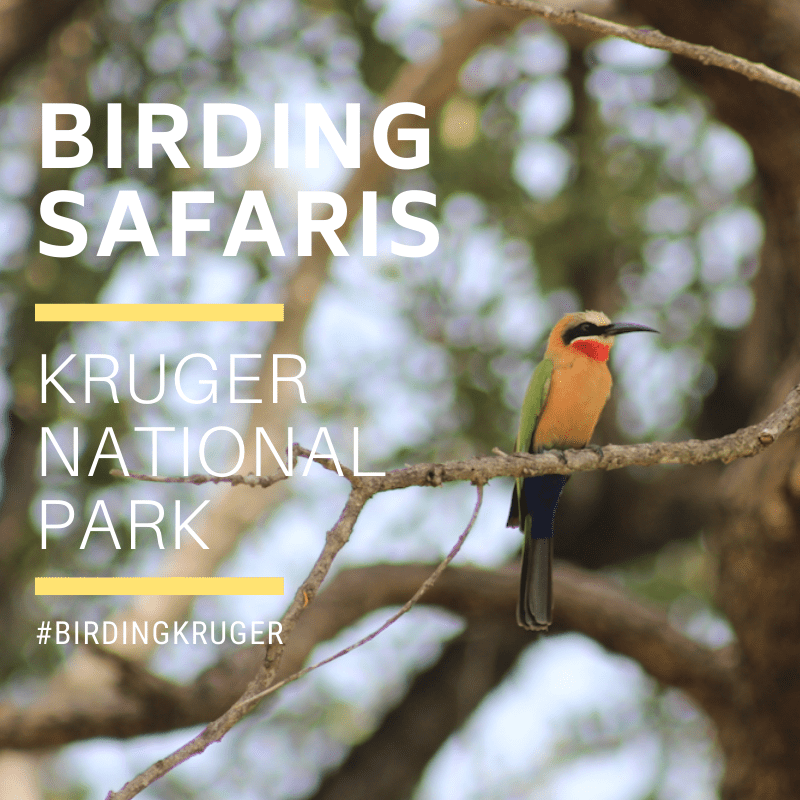 Kruger Birding Safaris 3