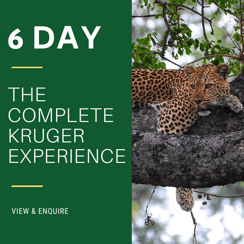 6 Day Complete Kruger Safari