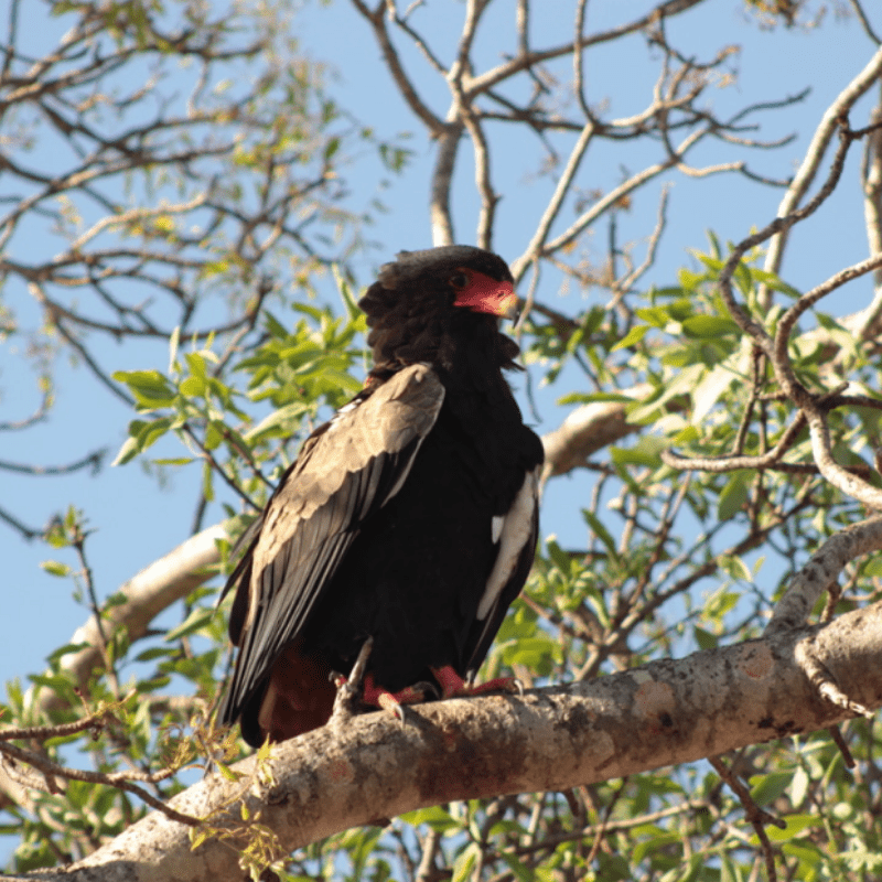 Bateleur