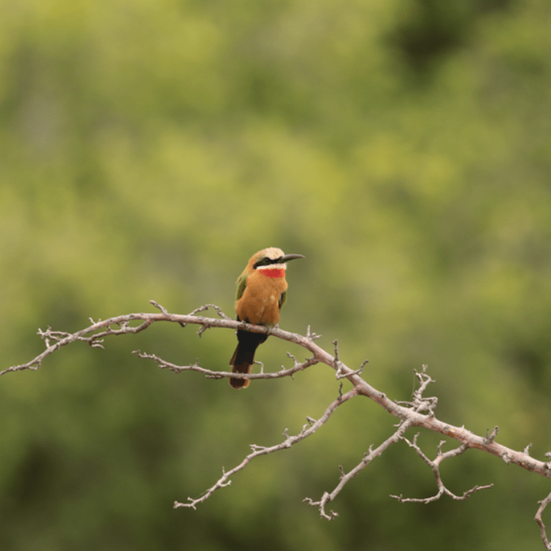 Bee eater