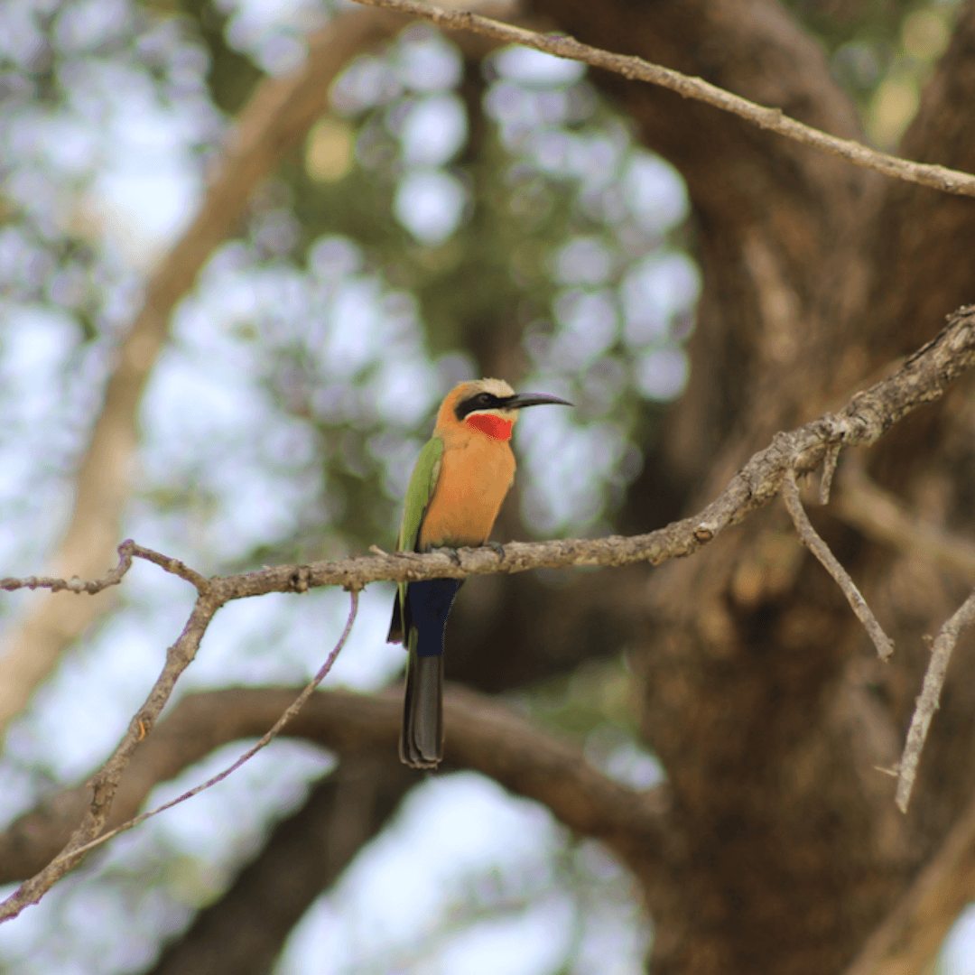 Birding Safari 3