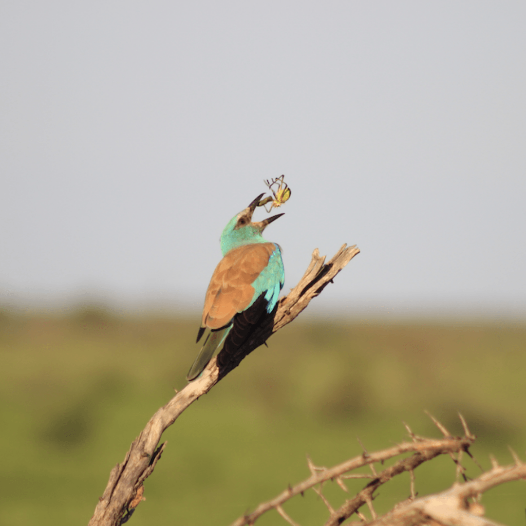 Birding Safari 4