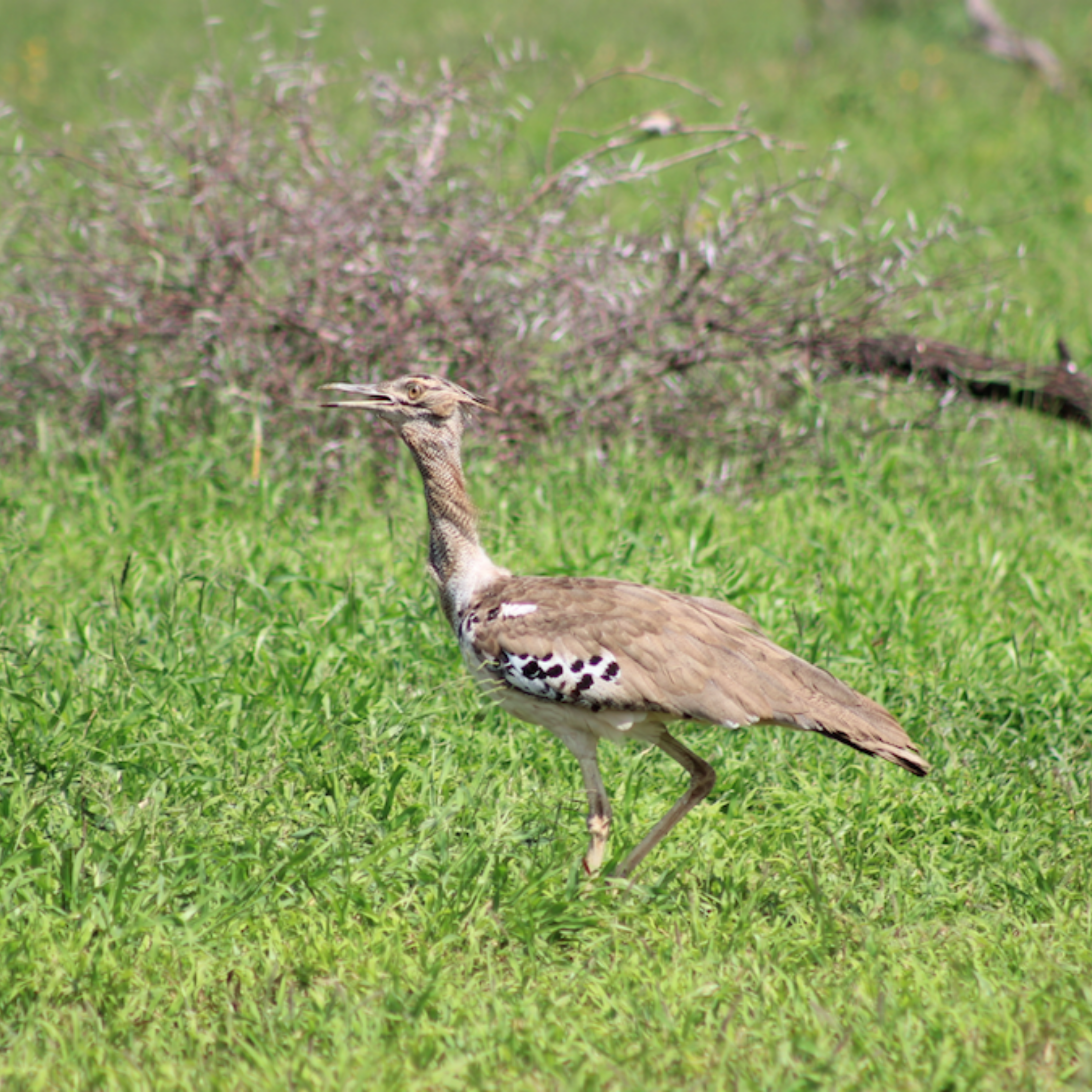 Birding Safari Bustard