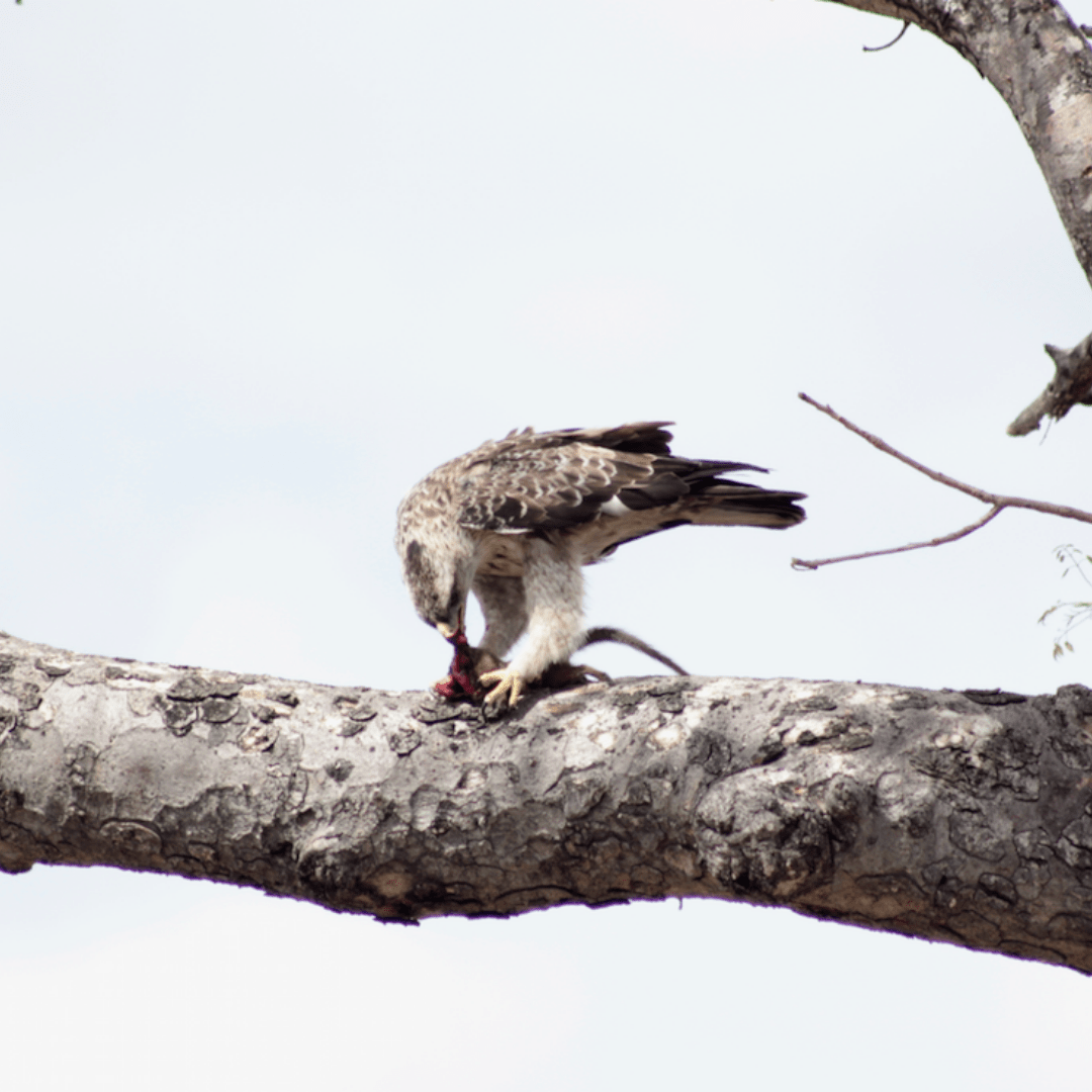 Birding Safaris