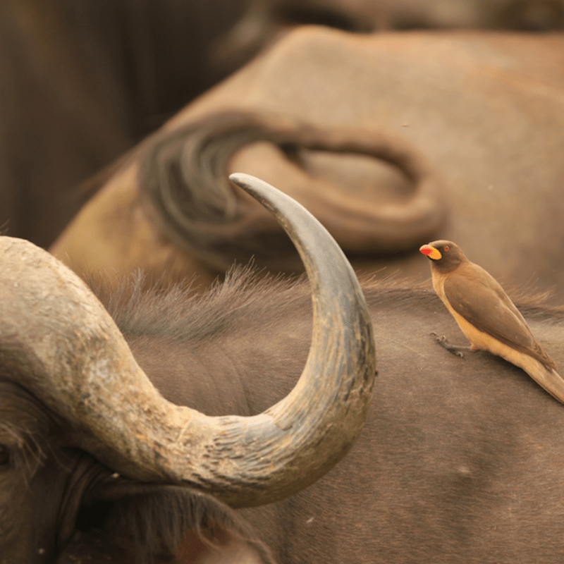 Buffalo and the oxpecker