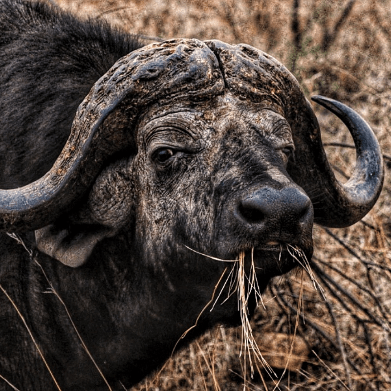 Buffalo bull grazing