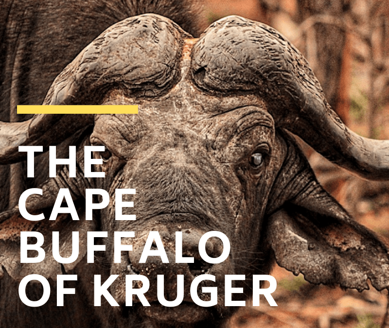 Cape Buffalo of Kruger National Park