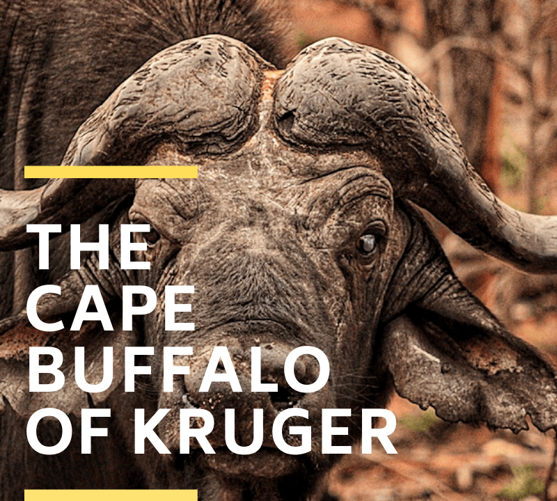 Cape Buffalo of Kruger National Park