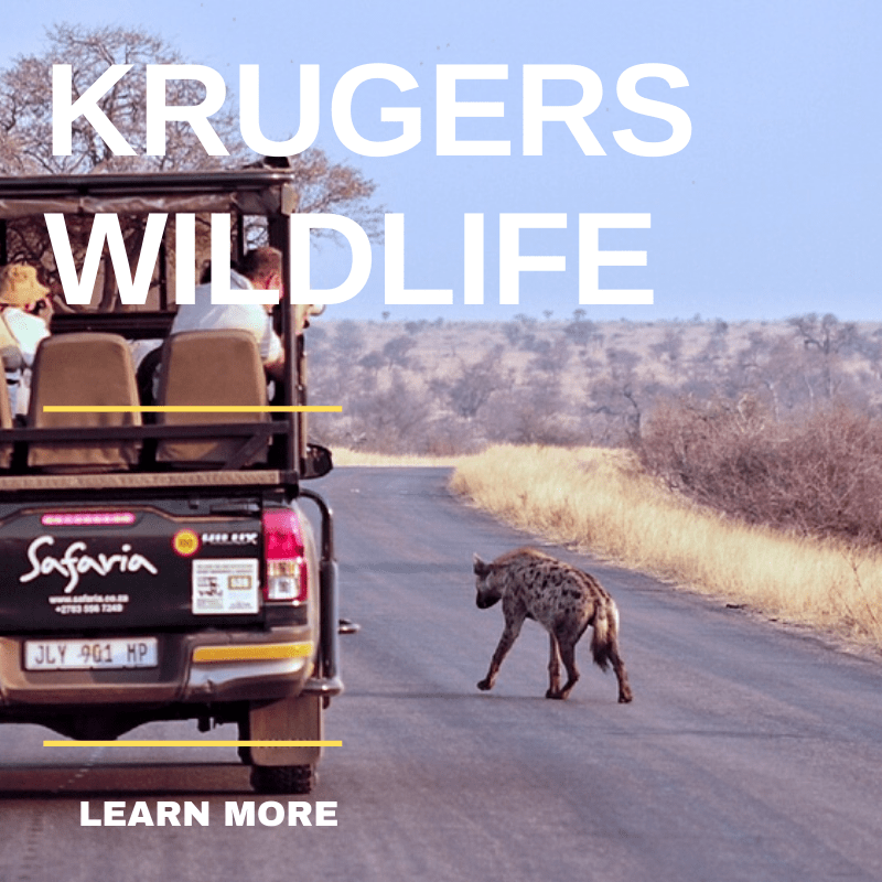 Krugers Wildlife