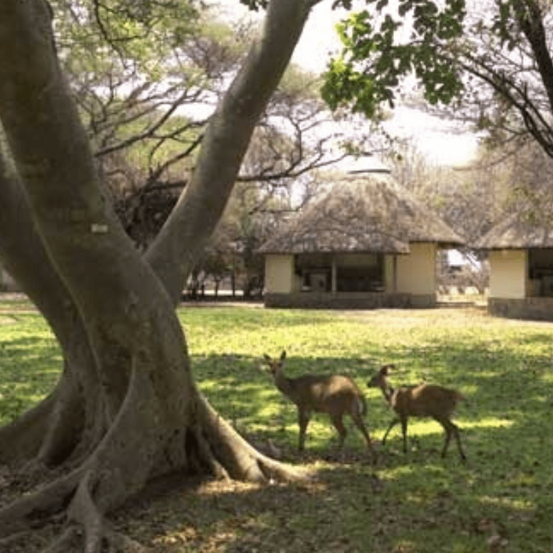 Letaba Camp surrounds