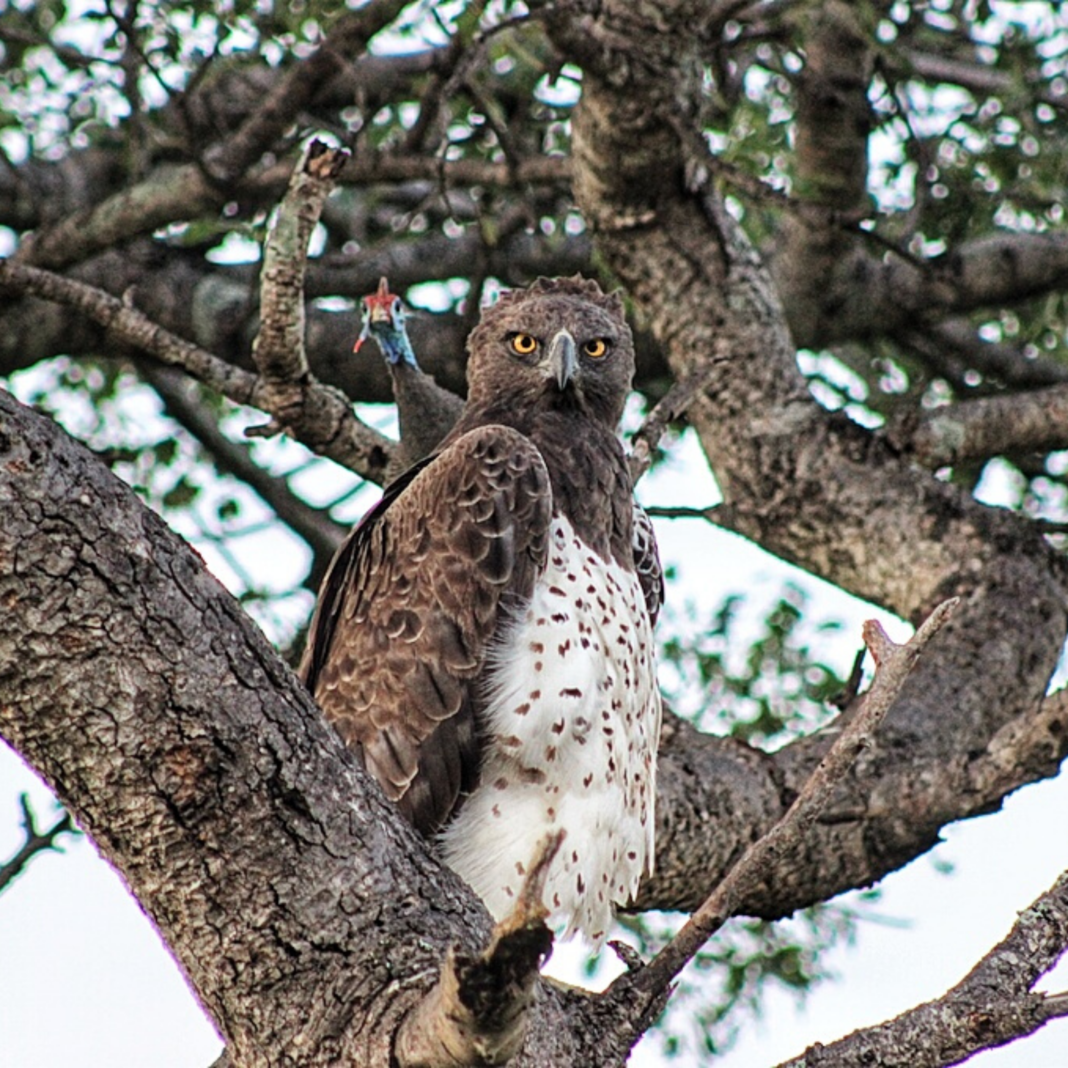 Martial Eagle