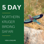 5 Day Kruger Park Birding Safaris