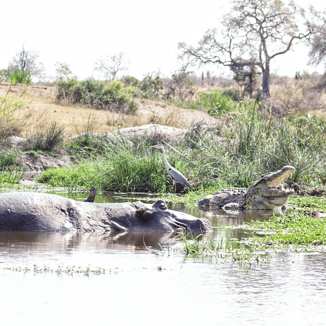 Biyamiti Weir in Kruger Park