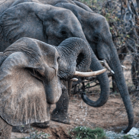 Kruger National Park Safari