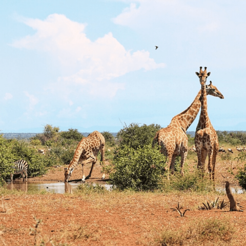 Kruger National Park Safari with Safaria