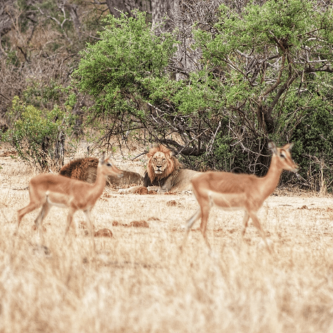 Kruger Train Hotel Safari