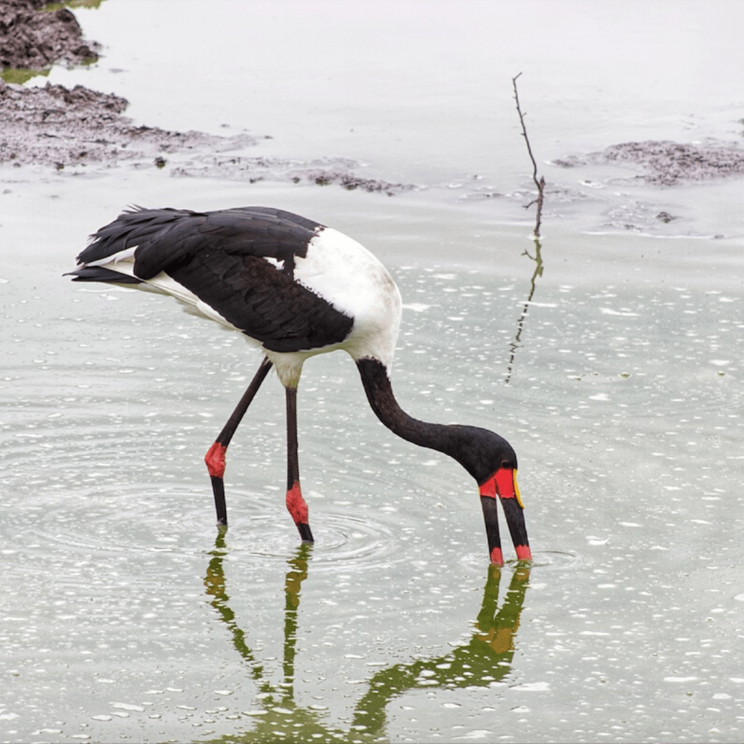 Saddlebill stork kruger park safaria