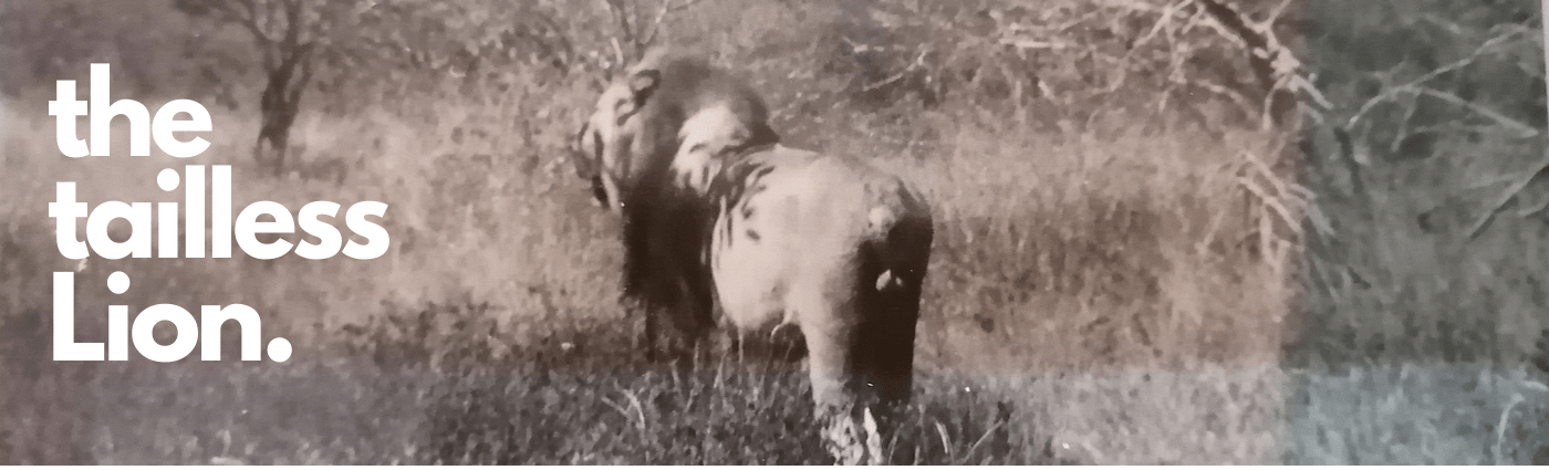 Tailless Lion of KRUGER NATIONAL PARK