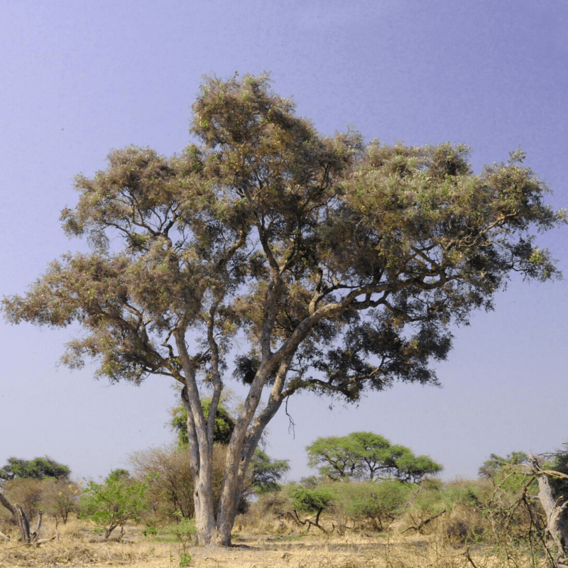 Apple Leaf Tree Kruger Park