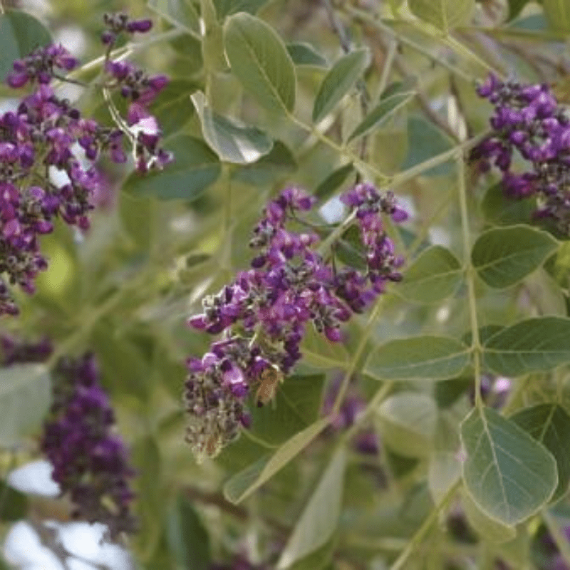 Apple Leaf Tree Kruger Park Flowers