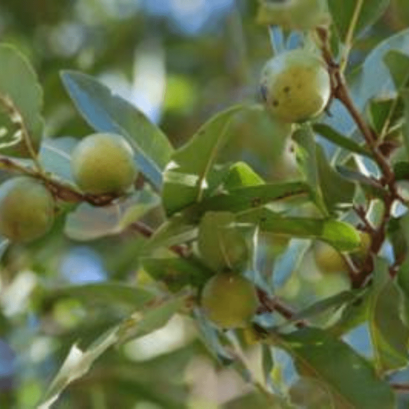 Jackalberry Fruit and Leaves