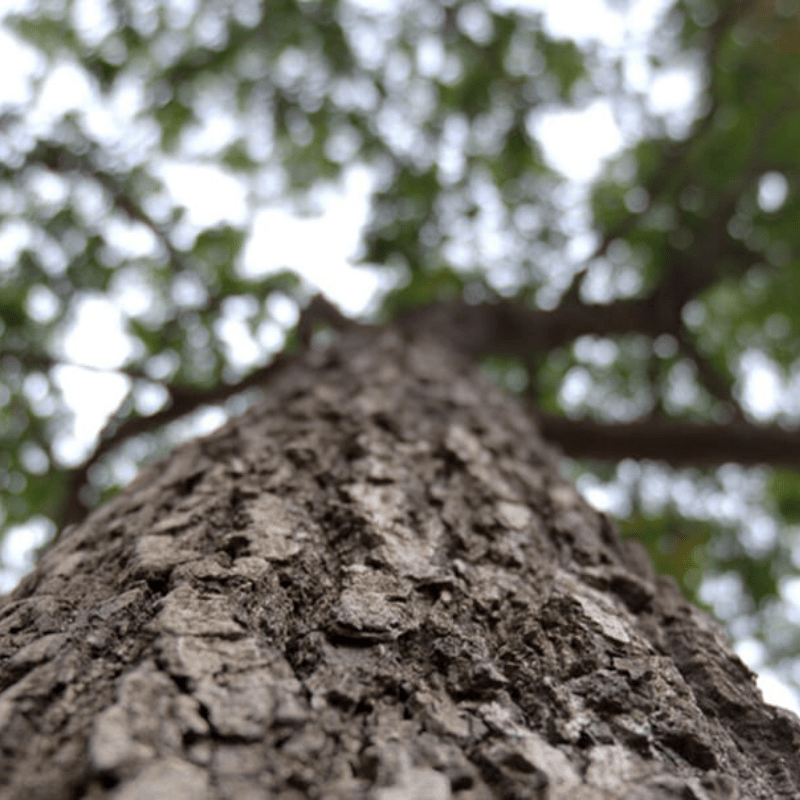 Jackalberry Tree Bark