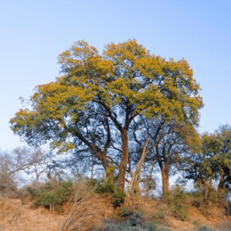 Jackalberry Tree Kruger National Park