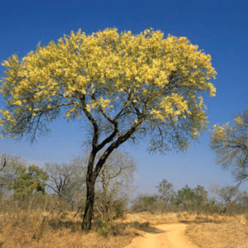 Knob Thorn Acacia Kruger Park