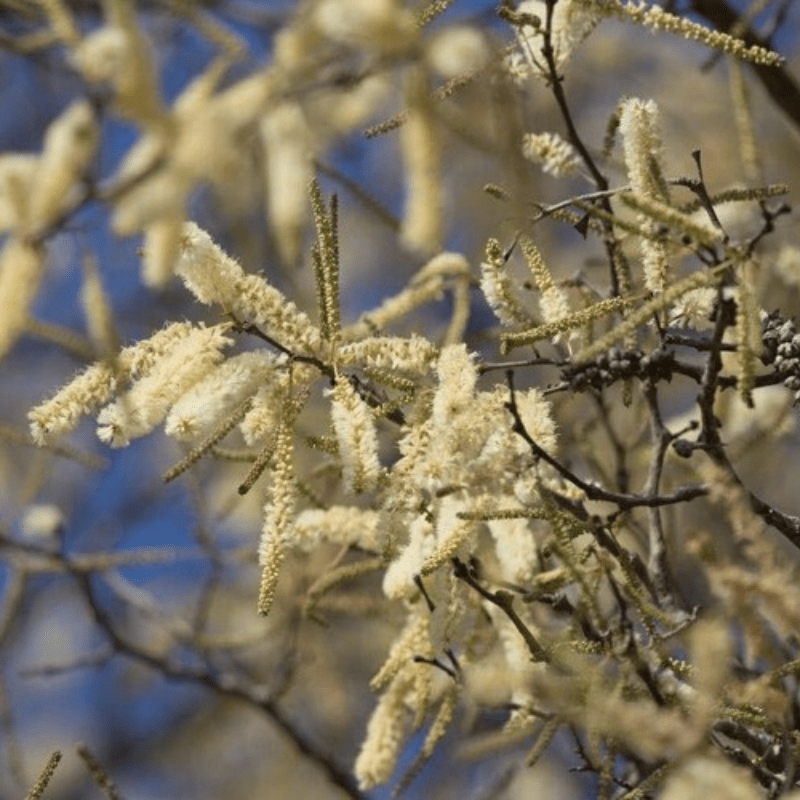 Knob Thorn Acacia flowers