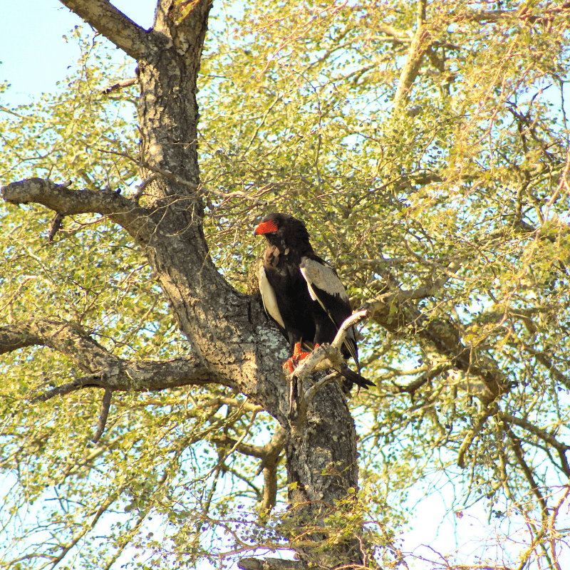 Knob Thorn with Bateleur